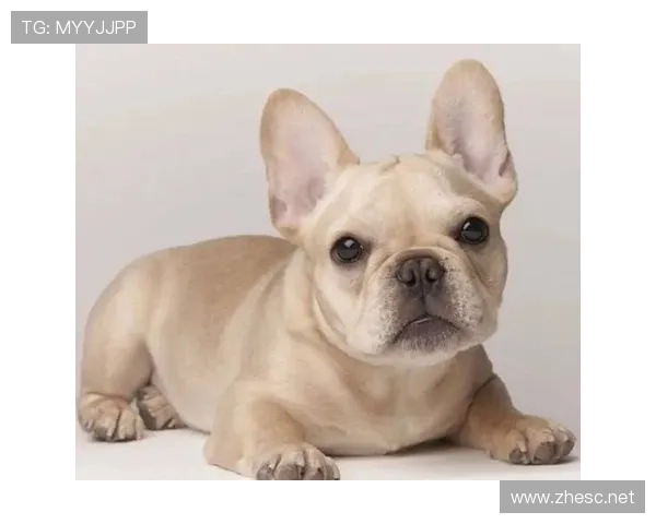 小罗退役后还在夜店蹦迪，豪宅里养着三只斗牛犬和一辆布加迪